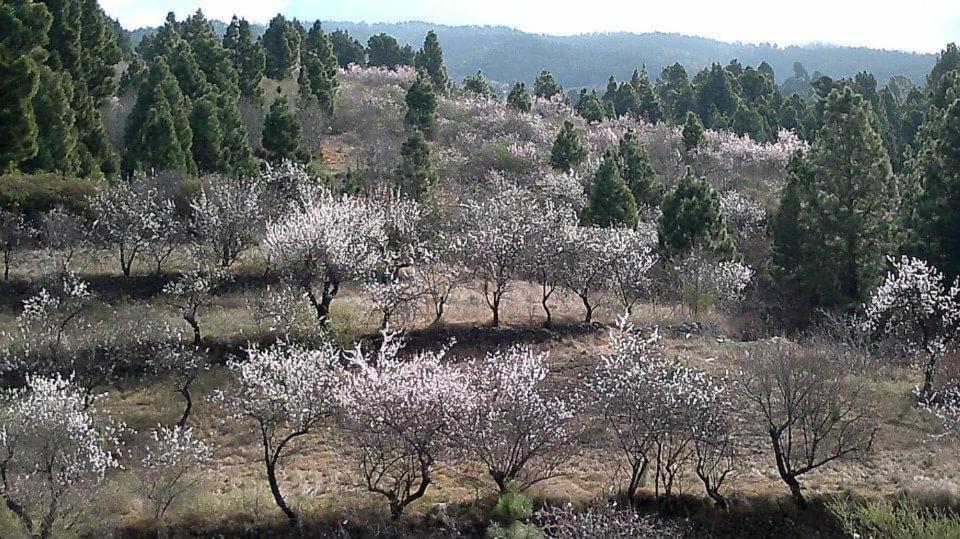 Apartamento El Almendro Puntagorda  Bagian luar foto